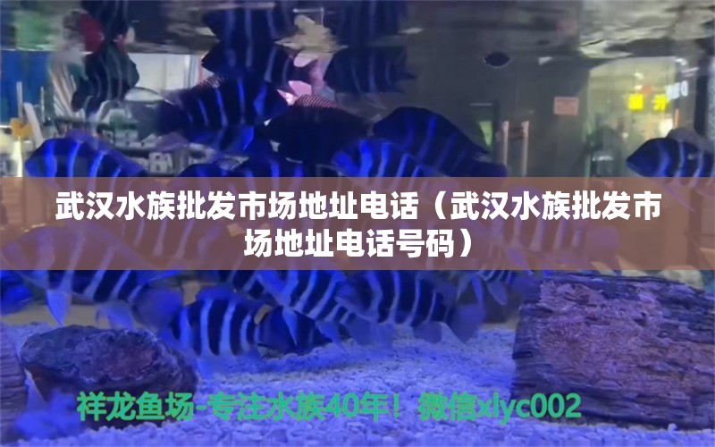 武漢水族批發(fā)市場(chǎng)地址電話（武漢水族批發(fā)市場(chǎng)地址電話號(hào)碼）