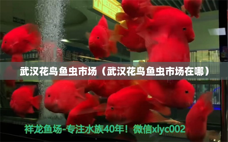 武漢花鳥魚蟲市場（武漢花鳥魚蟲市場在哪） 觀賞魚水族批發(fā)市場