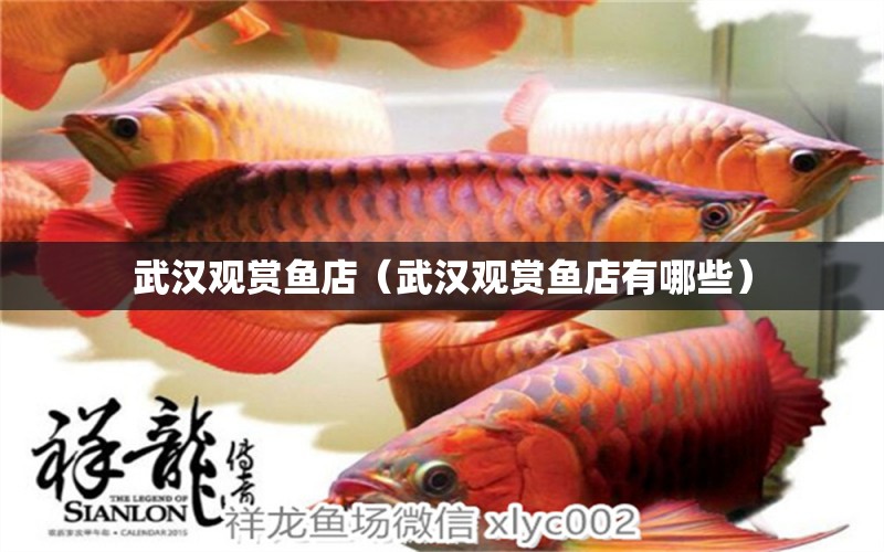 武漢觀賞魚店（武漢觀賞魚店有哪些） 觀賞魚市場