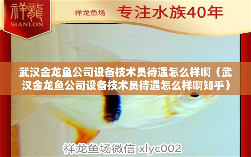 武漢金龍魚公司設(shè)備技術(shù)員待遇怎么樣啊（武漢金龍魚公司設(shè)備技術(shù)員待遇怎么樣啊知乎） 黃鰭鯧魚