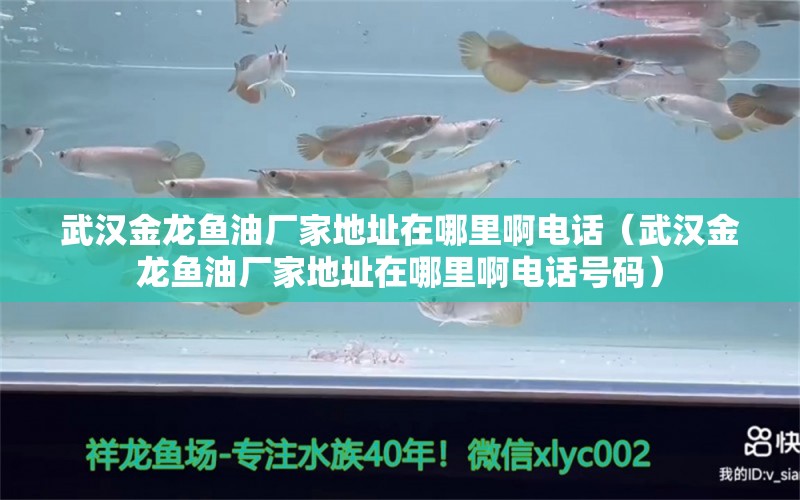 武漢金龍魚油廠家地址在哪里啊電話（武漢金龍魚油廠家地址在哪里啊電話號碼） 皇冠黑白魟魚