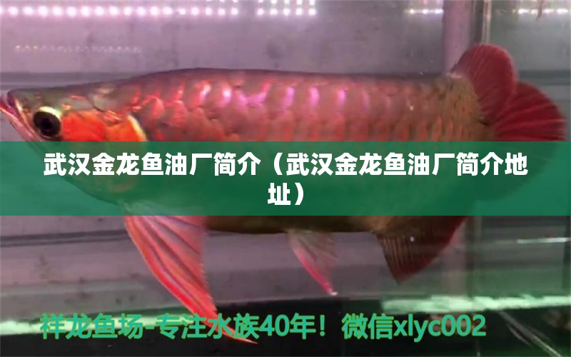 武漢金龍魚油廠簡介（武漢金龍魚油廠簡介地址） 祥龍水族醫(yī)院