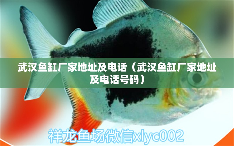 武漢魚缸廠家地址及電話（武漢魚缸廠家地址及電話號(hào)碼） 觀賞魚市場(chǎng)（混養(yǎng)魚）