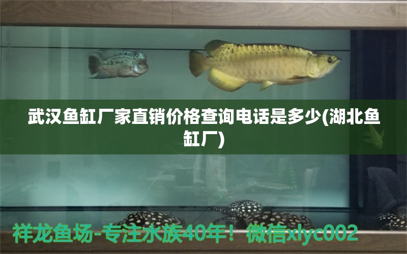 武漢魚缸廠家直銷價(jià)格查詢電話是多少(湖北魚缸廠) 紅頭利魚