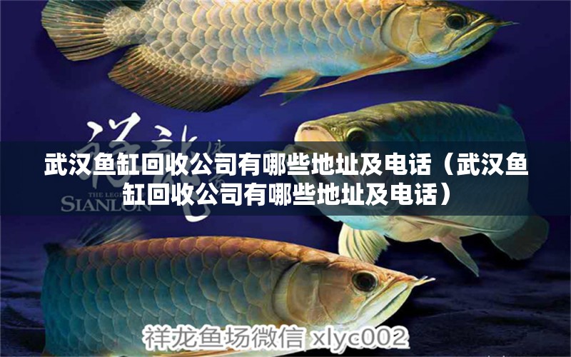 武漢魚缸回收公司有哪些地址及電話（武漢魚缸回收公司有哪些地址及電話） 武吉美拉金龍魚