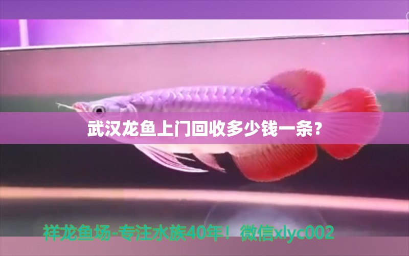 武漢龍魚上門回收多少錢一條？ 水族燈（魚缸燈）