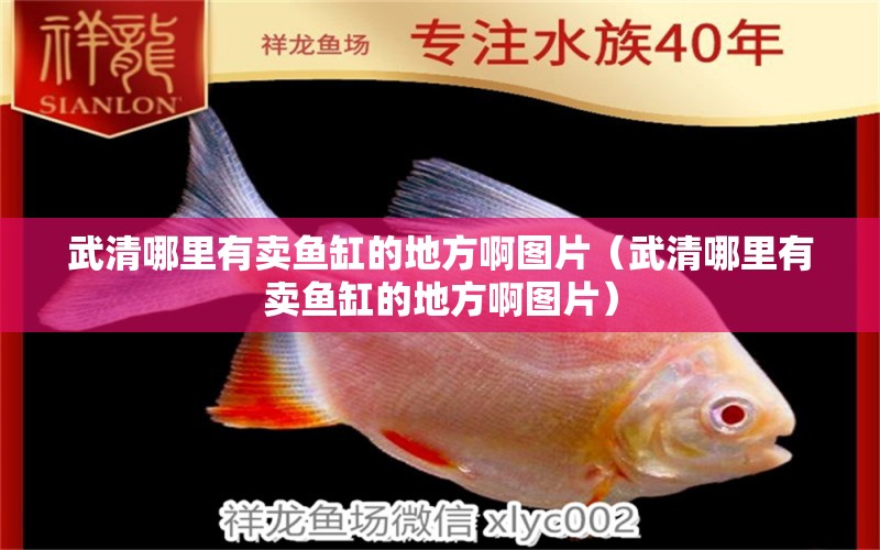 武清哪里有賣魚缸的地方啊圖片（武清哪里有賣魚缸的地方啊圖片）