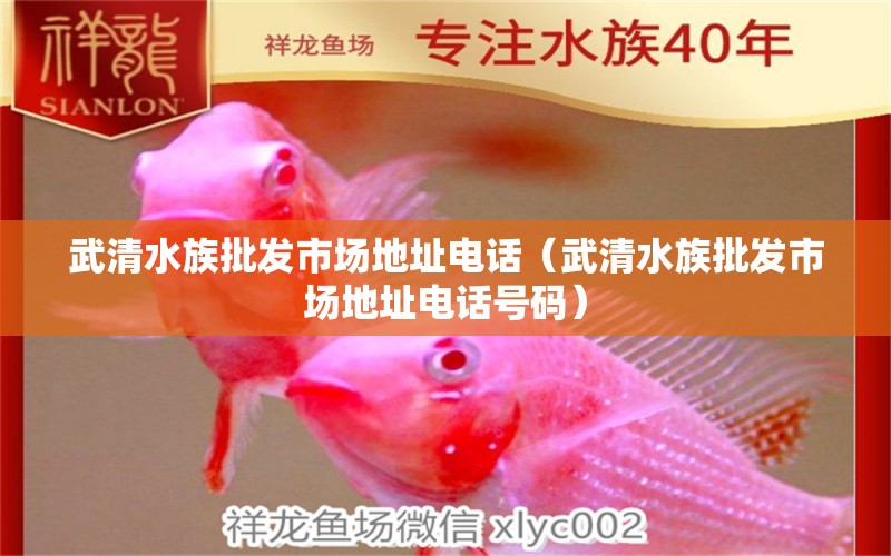 武清水族批發(fā)市場地址電話（武清水族批發(fā)市場地址電話號碼） 觀賞魚水族批發(fā)市場