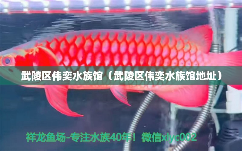 武陵區(qū)偉奕水族館（武陵區(qū)偉奕水族館地址）