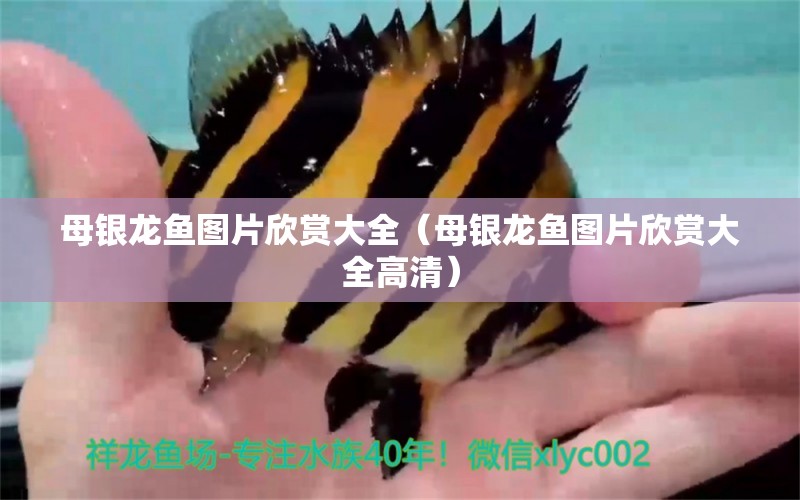 母銀龍魚圖片欣賞大全（母銀龍魚圖片欣賞大全高清） 森森魚缸