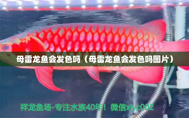 母雷龍魚會(huì)發(fā)色嗎（母雷龍魚會(huì)發(fā)色嗎圖片）