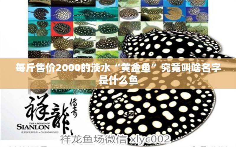 每斤售價2000的淡水“黃金魚”究竟叫啥名字是什么魚