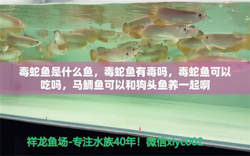 毒蛇魚是什么魚，毒蛇魚有毒嗎，毒蛇魚可以吃嗎，馬鯛魚可以和狗頭魚養(yǎng)一起啊