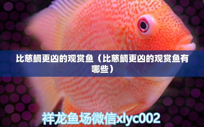 比慈鯛更兇的觀賞魚（比慈鯛更兇的觀賞魚有哪些） 祥龍水族醫(yī)院