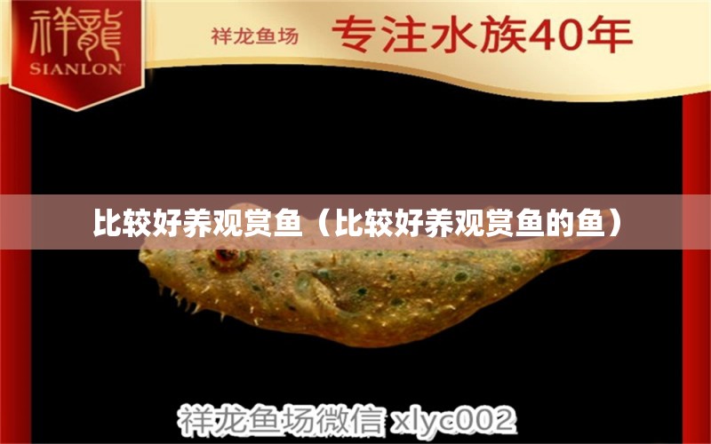 比較好養(yǎng)觀賞魚（比較好養(yǎng)觀賞魚的魚） 紅龍福龍魚