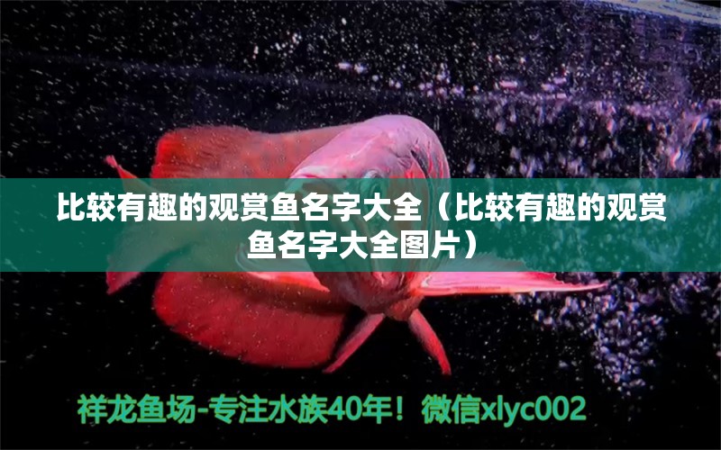 比較有趣的觀賞魚名字大全（比較有趣的觀賞魚名字大全圖片） 祥龍水族醫(yī)院