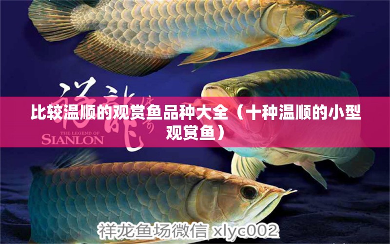 比較溫順的觀賞魚品種大全（十種溫順的小型觀賞魚） 小型觀賞魚