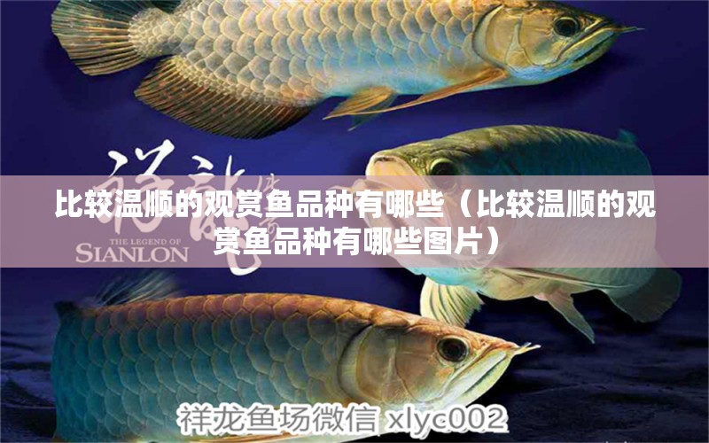 比較溫順的觀賞魚品種有哪些（比較溫順的觀賞魚品種有哪些圖片） 名貴錦鯉魚