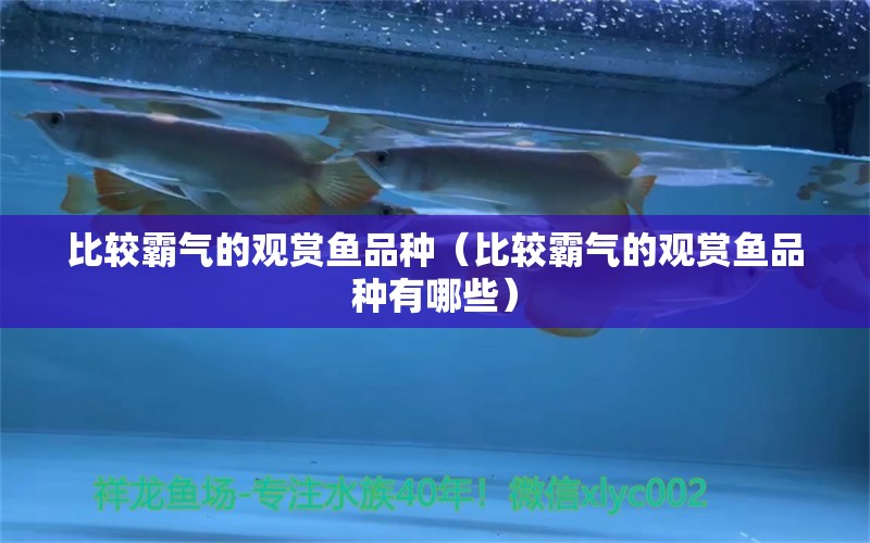 比較霸氣的觀賞魚品種（比較霸氣的觀賞魚品種有哪些）