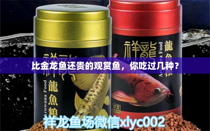 比金龍魚還貴的觀賞魚，你吃過幾種？