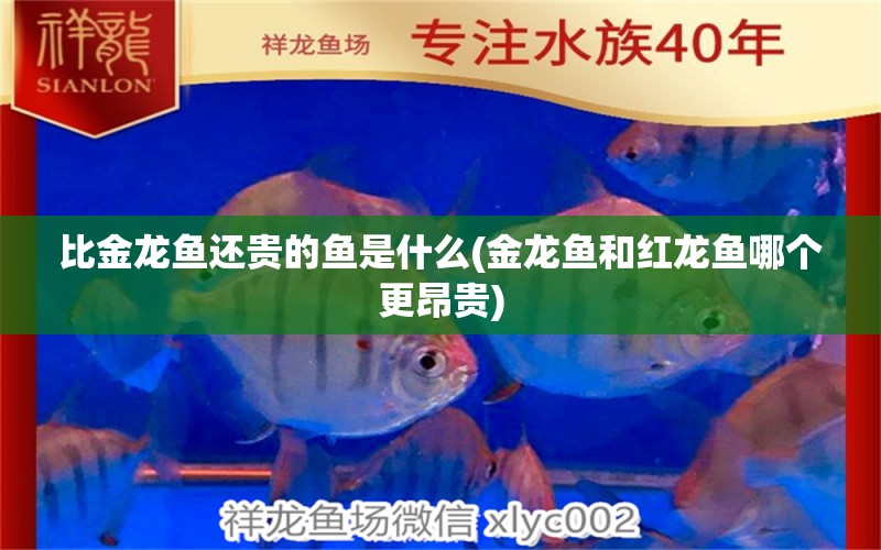 比金龍魚還貴的魚是什么(金龍魚和紅龍魚哪個(gè)更昂貴) 眼斑魚