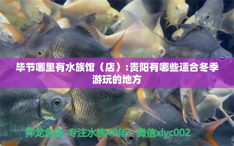 畢節(jié)哪里有水族館（店）:貴陽有哪些適合冬季游玩的地方 觀賞魚水族批發(fā)市場