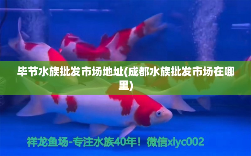 畢節(jié)水族批發(fā)市場(chǎng)地址(成都水族批發(fā)市場(chǎng)在哪里) 觀賞魚(yú)水族批發(fā)市場(chǎng)