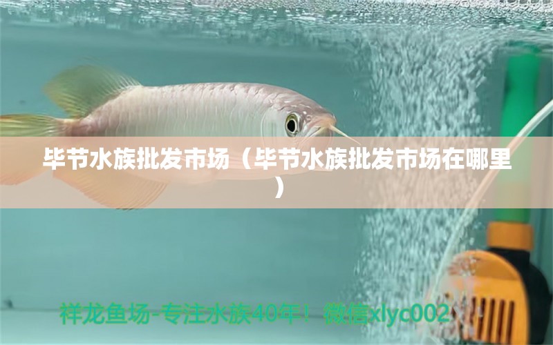 畢節(jié)水族批發(fā)市場(chǎng)（畢節(jié)水族批發(fā)市場(chǎng)在哪里）