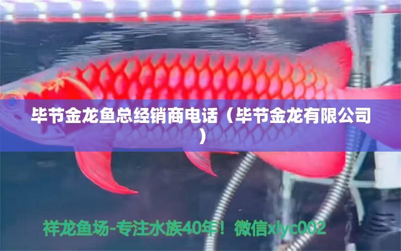 畢節(jié)金龍魚總經(jīng)銷商電話（畢節(jié)金龍有限公司）