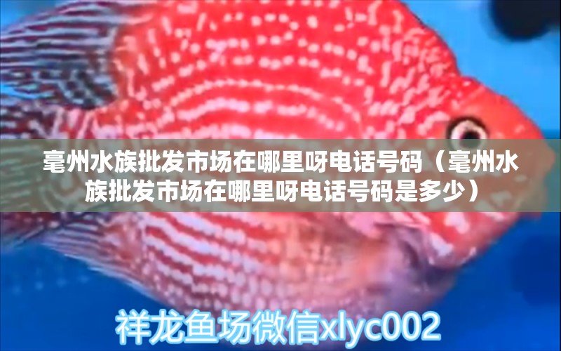 毫州水族批發(fā)市場(chǎng)在哪里呀電話號(hào)碼（毫州水族批發(fā)市場(chǎng)在哪里呀電話號(hào)碼是多少） 觀賞魚(yú)水族批發(fā)市場(chǎng)