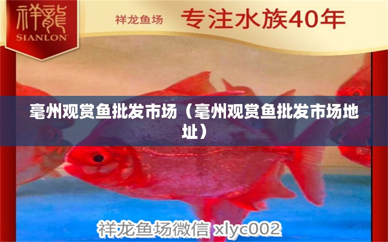 毫州觀賞魚批發(fā)市場(chǎng)（毫州觀賞魚批發(fā)市場(chǎng)地址）