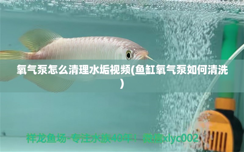 氧氣泵怎么清理水垢視頻(魚缸氧氣泵如何清洗)