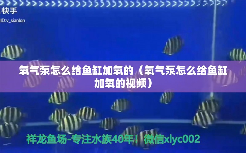 氧氣泵怎么給魚缸加氧的（氧氣泵怎么給魚缸加氧的視頻）