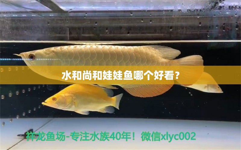 水和尚和娃娃魚哪個(gè)好看？ 廣州祥龍國(guó)際水族貿(mào)易