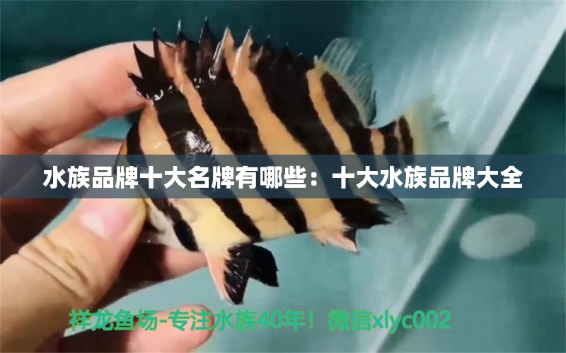 水族品牌十大名牌有哪些：十大水族品牌大全 水族品牌