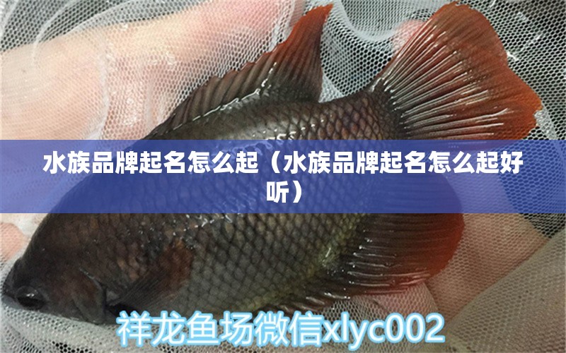 水族品牌起名怎么起（水族品牌起名怎么起好聽）