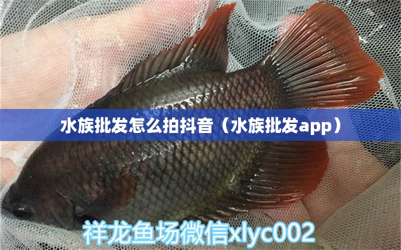 水族批發(fā)怎么拍抖音（水族批發(fā)app） 廣州龍魚批發(fā)市場(chǎng)