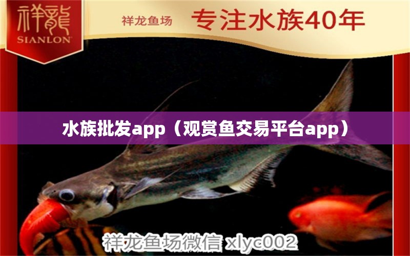 水族批發(fā)app（觀賞魚交易平臺app） 廣州龍魚批發(fā)市場