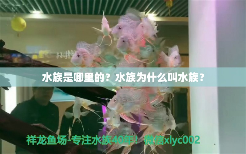 水族是哪里的？水族為什么叫水族？ 錦鯉飼料