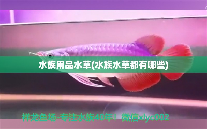 水族用品水草(水族水草都有哪些) 水族用品