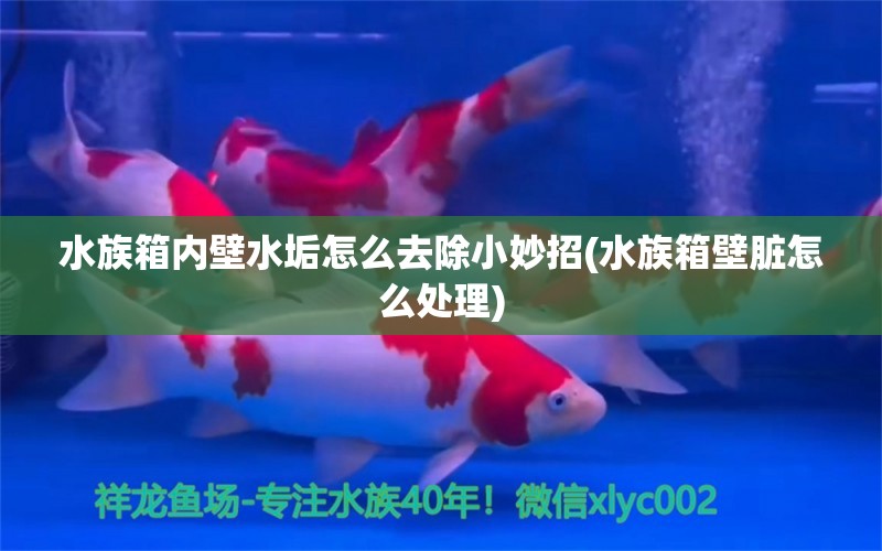 水族箱內(nèi)壁水垢怎么去除小妙招(水族箱壁臟怎么處理) 魚(yú)缸/水族箱