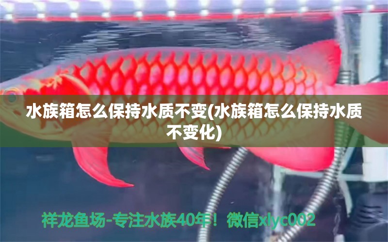 水族箱怎么保持水質(zhì)不變(水族箱怎么保持水質(zhì)不變化) 魚缸/水族箱