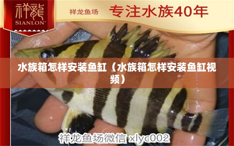 水族箱怎樣安裝魚缸（水族箱怎樣安裝魚缸視頻）