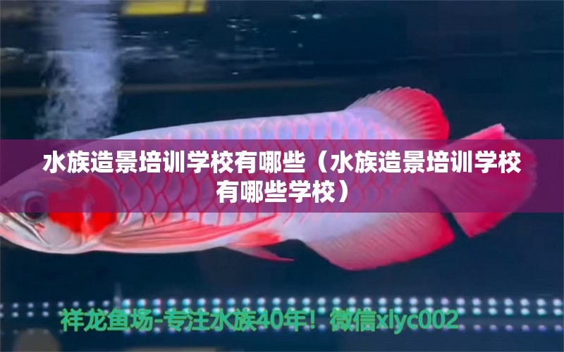 水族造景培訓學校有哪些（水族造景培訓學校有哪些學校） 觀賞魚