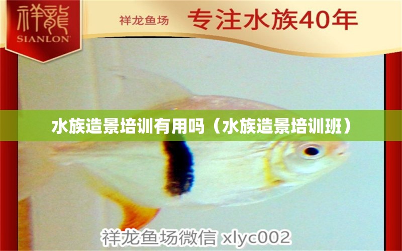 水族造景培訓(xùn)有用嗎（水族造景培訓(xùn)班） 廣州水族批發(fā)市場(chǎng)