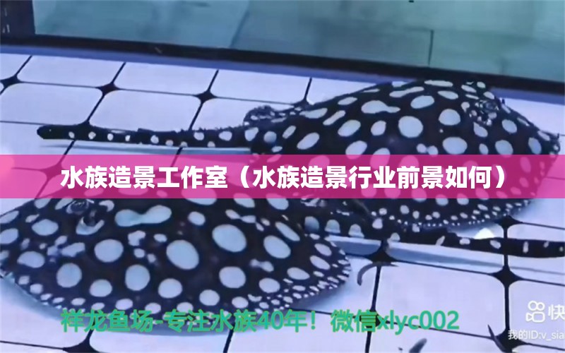 水族造景工作室（水族造景行業(yè)前景如何） 觀賞魚