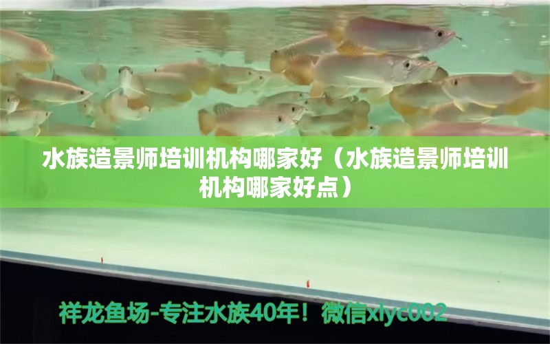 水族造景師培訓(xùn)機(jī)構(gòu)哪家好（水族造景師培訓(xùn)機(jī)構(gòu)哪家好點(diǎn)）