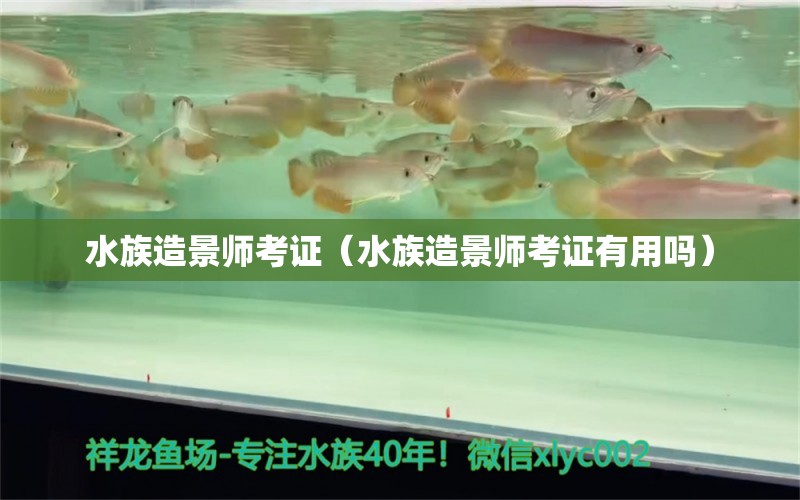 水族造景師考證（水族造景師考證有用嗎）