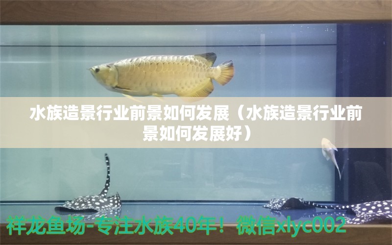 水族造景行業(yè)前景如何發(fā)展（水族造景行業(yè)前景如何發(fā)展好）