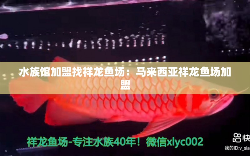 水族館加盟找祥龍魚場：馬來西亞祥龍魚場加盟 龍魚百科 第2張